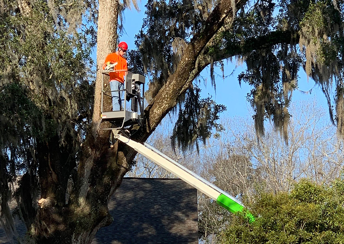  Large Tree Removal Charleston, SC