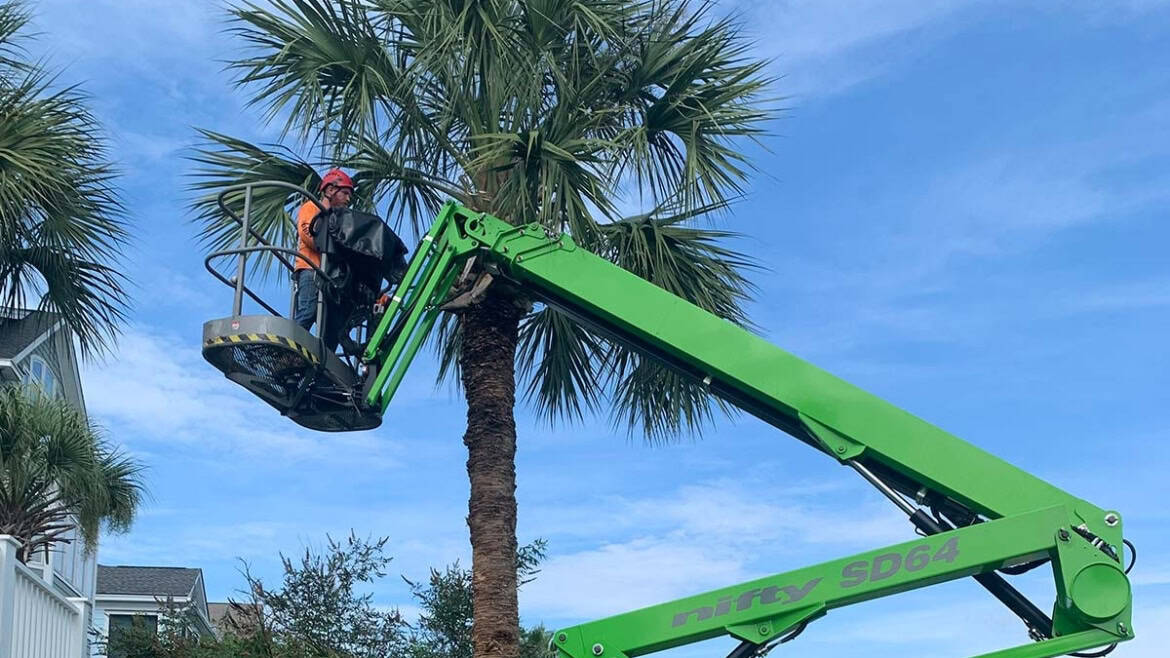 Palm Tree Trimming