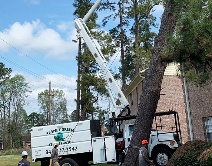  Tree Pruning Charleston, SC