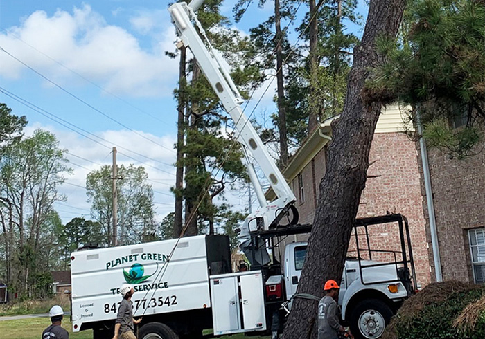  Tree Pruning Folly Beach, SC