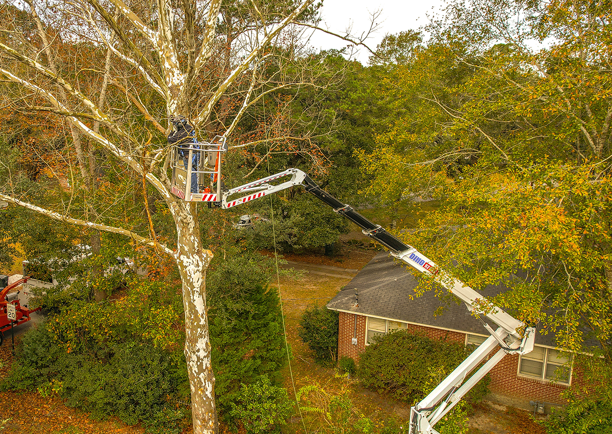 Tree And Stump Removal Goose Creek, SC